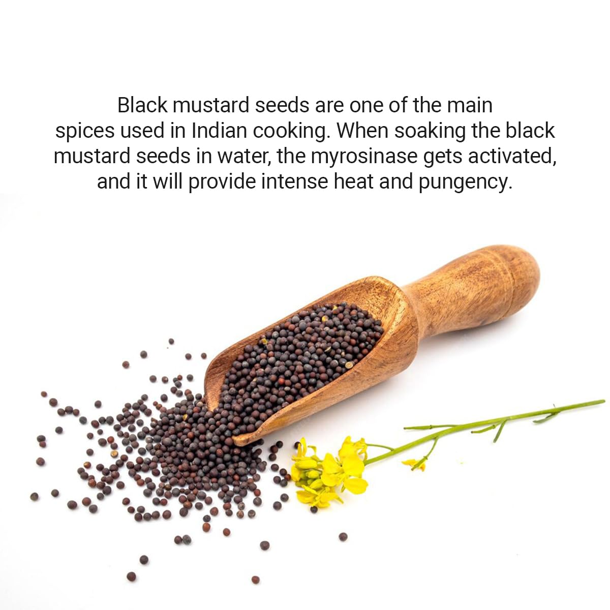 Moti Rai  --Mustard Seeds (Big) -(ఆవాలు)