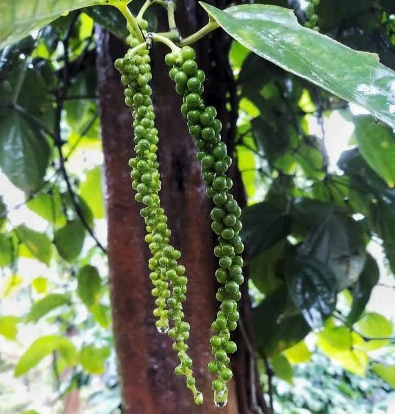 Black Pepper (Kali Mirch)(మిరియాలు)