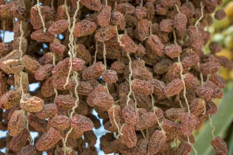 Dried Dates(|Sukha Khajoor) ఎండిన ఖర్జూరాలు