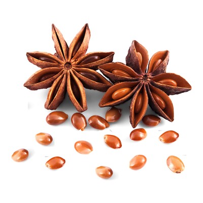 Star Anise (అనాస పువ్వు)